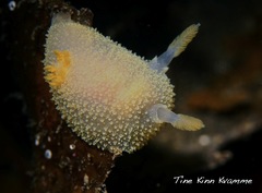 Acanthodoris pilosa