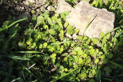 Leptinella squalida