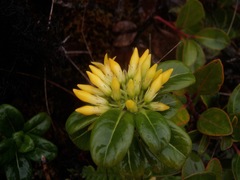 Geniostoma waialealae