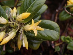 Geniostoma waialealae