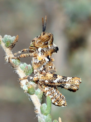 Dericorys carthagonovae