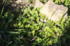 Leptinella squalida