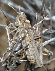 Dericorys carthagonovae