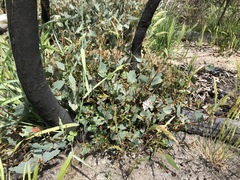 Eucalyptus diversifolia