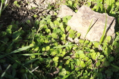 Leptinella squalida