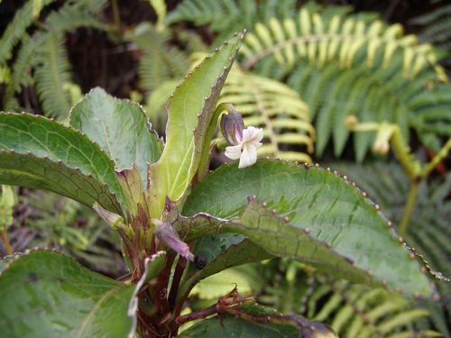 Viola wailenalenae