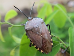 Pentatomoidea