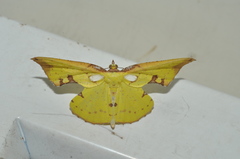 Corymica pryeri