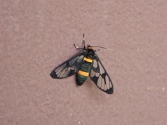Amata sperbius