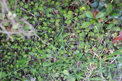 Leptinella squalida