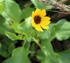 Helianthus debilis image