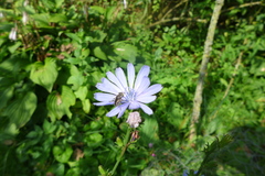 Eristalinus sepulchralis