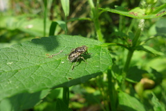 Eristalinus sepulchralis