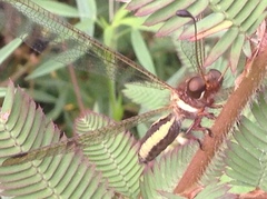 Ascalohybris subjacens