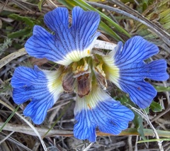 Blepharis procumbens