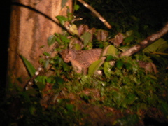 Pardofelis marmorata marmorata