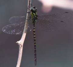 Triacanthagyna trifida