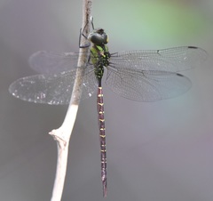 Triacanthagyna trifida