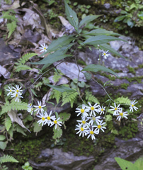 Aster ageratoides ageratoides