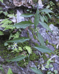 Aster ageratoides ageratoides