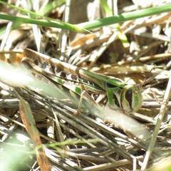 Rhammatocerus viatorius