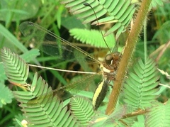 Ascalohybris subjacens