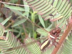 Ascalohybris subjacens