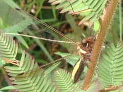 Ascalohybris subjacens