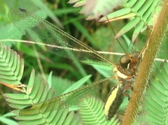 Ascalohybris subjacens