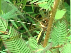 Ascalohybris subjacens