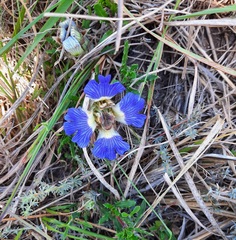 Blepharis procumbens
