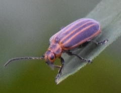 Neolochmaea dilatipennis