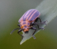 Neolochmaea dilatipennis