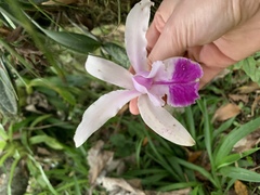 Cattleya