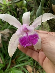 Cattleya