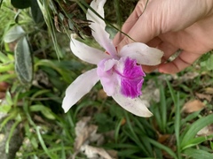 Cattleya