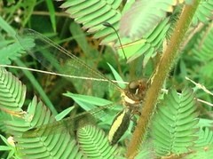 Ascalohybris subjacens