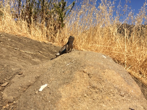 iNaturalist observation photo of Western Fence Lizard