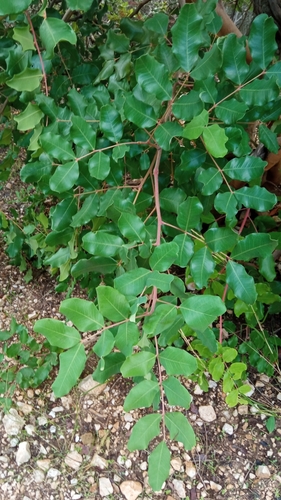 Carob tree