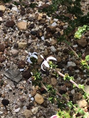 Wahlenbergia tenella
