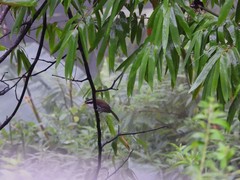 Pomatorhinus schisticeps