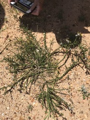 Wahlenbergia tenella