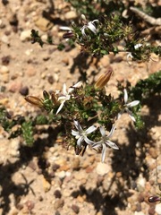 Wahlenbergia tenella