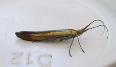 Coleophora deauratella