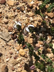 Wahlenbergia tenella