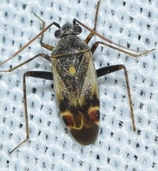Polymerus cognatus