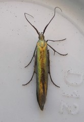 Coleophora deauratella