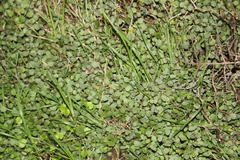 Australina pusilla pusilla