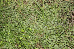 Australina pusilla pusilla