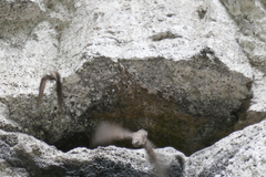 Phedina borbonica